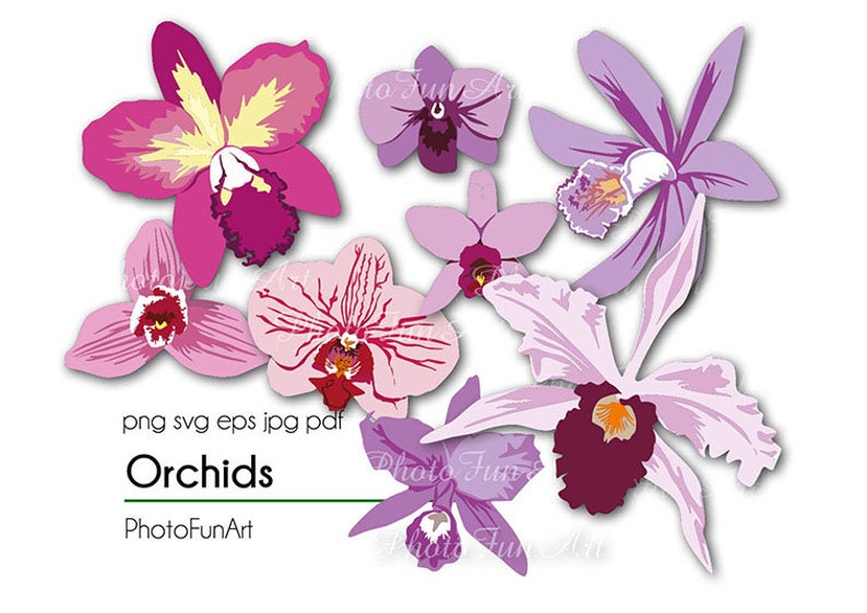Orchid Plant Png
