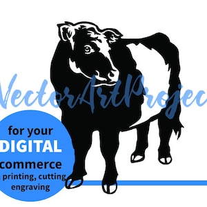 Belted Galloway vaca svg clip art retrato, archivo de corte gráfico vectorial digital de ganado