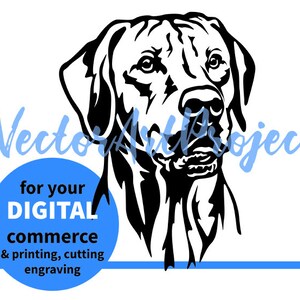 Könnte beinhalten: Schwarz-weiß Vektorillustration eines Bloodhound-Hunde Kopfes. Der Hund schaut nach rechts. Das Bild ist für digitalen Handel, Druck, Schneiden und Gravieren.