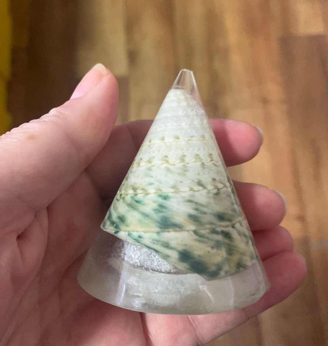 Cherished Sea Shell Urns for Ashes Coloured Keepsake Cremation Etsy