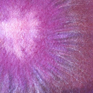 Puede incluir: Una vista en primer plano de una secci&oacute;n transversal de zanahoria morada que muestra un n&uacute;cleo magenta vibrante que se transforma en un centro rosa suave y claro. La textura es fibrosa y densa, con finas l&iacute;neas radiantes desde el centro al borde.