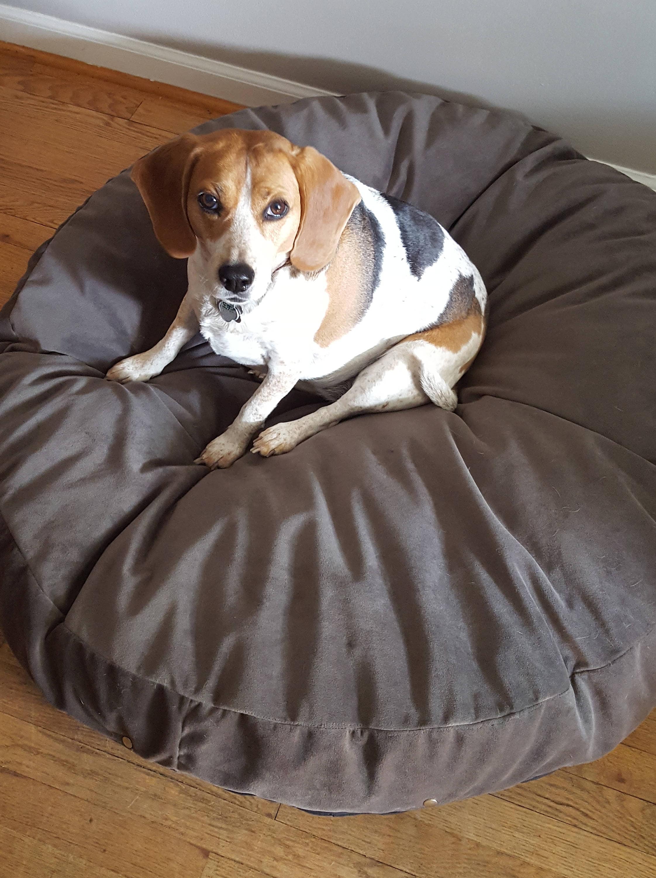 Grey Dog Bed Gray Cat Bed Round Dog Bed Xlarge Dog Bed Etsy UK