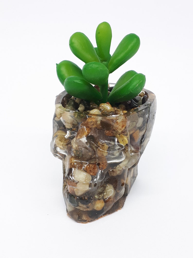 Pode incluir: Um vaso de caveira de resina transparente cheio de pedras pequenas e coroado com uma planta suculenta verde.