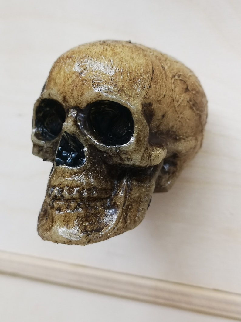 May include: A detailed, realistic-looking, beige skull figurine with black eye sockets.