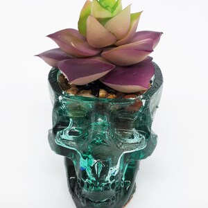 Pode incluir: Um vaso de caveira de vidro verde com uma planta suculenta roxa e verde dentro.