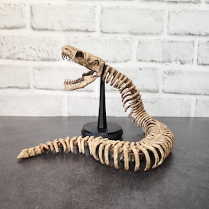 May include: A beige model of a prehistoric sea serpent skeleton. The model has a detailed skull with teeth, a long, curved spine, and a tail. It is mounted on a black stand against a white brick wall. The model is approximately 30 cm long.