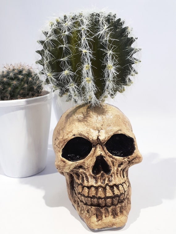 Cactus Skull: Gothic Home Decor With Artificial Cactus - Etsy Australia