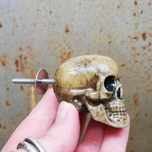 May include: A beige skull-shaped cabinet knob with a silver screw and washer. The skull has a detailed bone structure and a black eye socket.