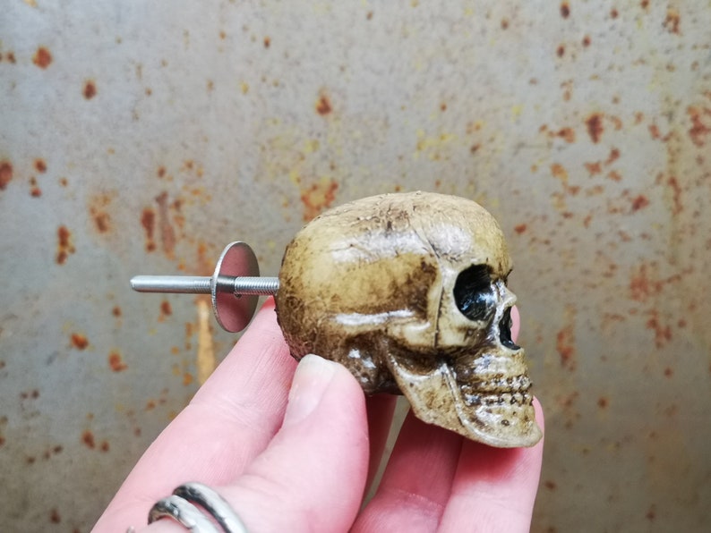 May include: A beige skull-shaped cabinet knob with a silver screw and washer. The skull has a detailed bone structure and a black eye socket.