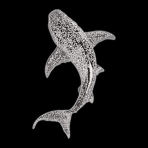 May include: A detailed black and white illustration of a whale shark, viewed from above. The shark's body is covered in white spots, with a white stripe along its side. The background is solid black.