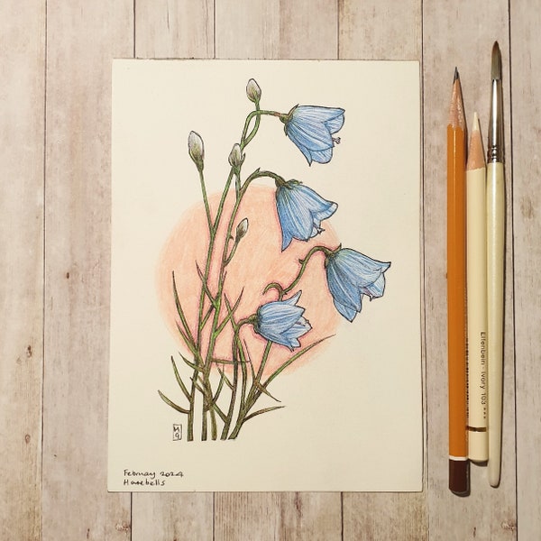 Original drawing - Wildflowers, Harebells