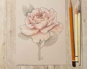 Original drawing - Pink Rose