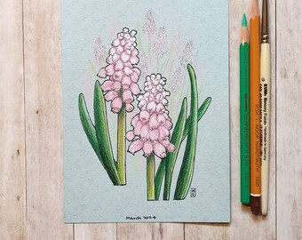 Original drawing - Muscari Pink Sunrise (Grape Hyacinth)