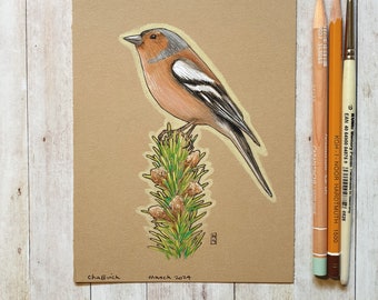 Original drawing - Chaffinch bird