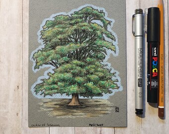 Original drawing - Cedar Of Lebanon Tree