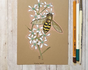 Original drawing - Hoverfly on white flowers