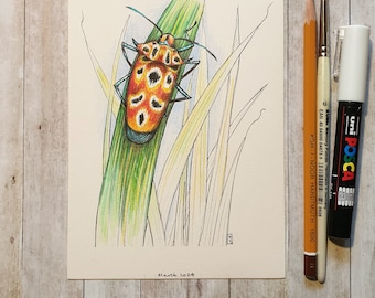 Original drawing - Shield Bug