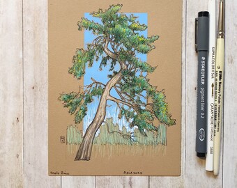 Original drawing - Scots Pine Tree