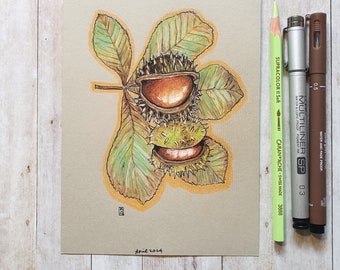 Original drawing - Horse-chestnuts with Leaf