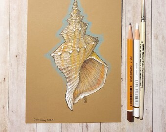 Original drawing - Seashell