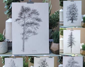 Original  charcoal drawings  -  Tree studies