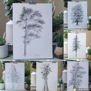 A photo collage of some of the drawings listed under this collection.  They are all A4 size charcoal studies of different species of trees.