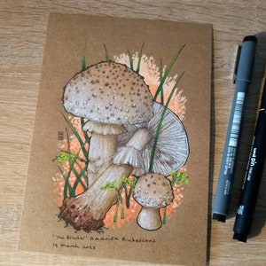 Original mixed media drawings  Mushrooms The Blusher