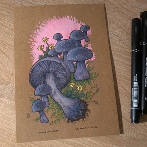 Original mixed media drawings  Mushrooms Violet Webcap
