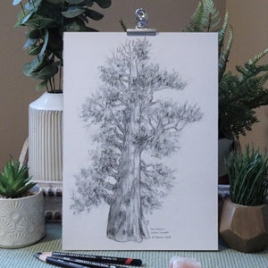 A charcoal drawing of a western Juniper tree