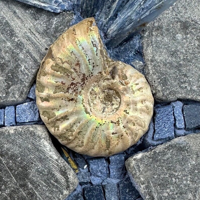May include: A fossilized ammonite shell with iridescent colors, resting on a bed of gray and blue mosaic tiles.