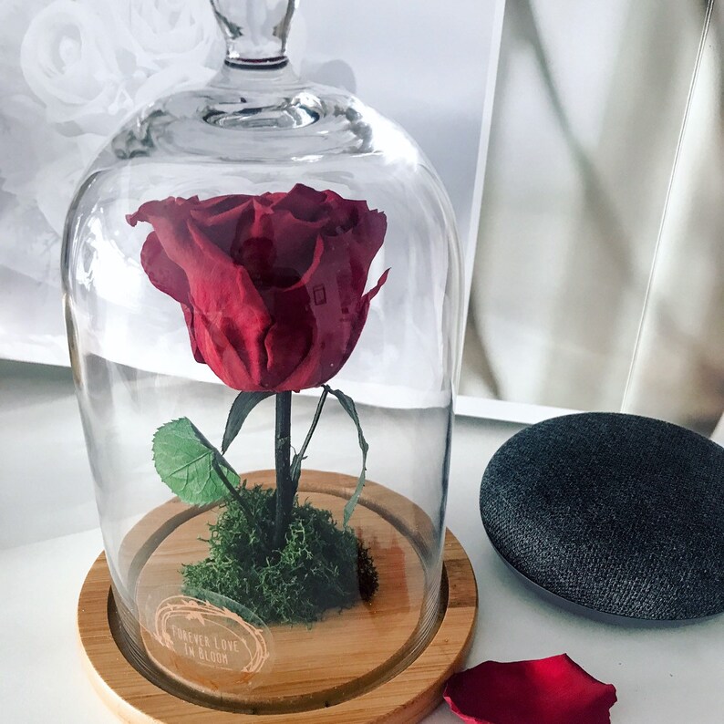 Preserved Enchanted Rose Belle Rose Glass Dome for Mothers - Etsy UK