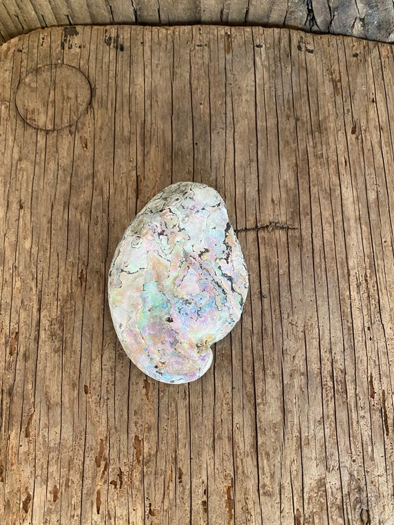 Abalone 13-15 cm Natural Unpolished 