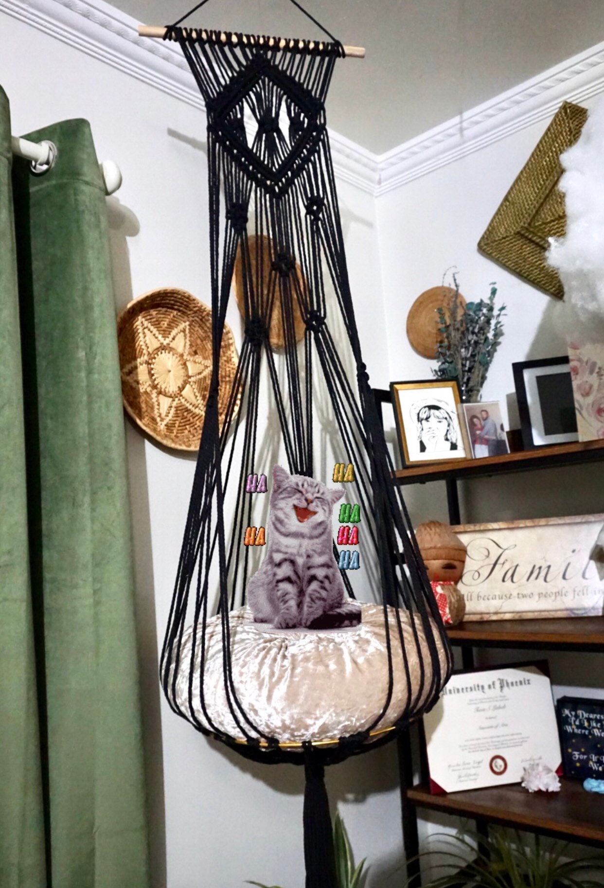 hanging cat bed