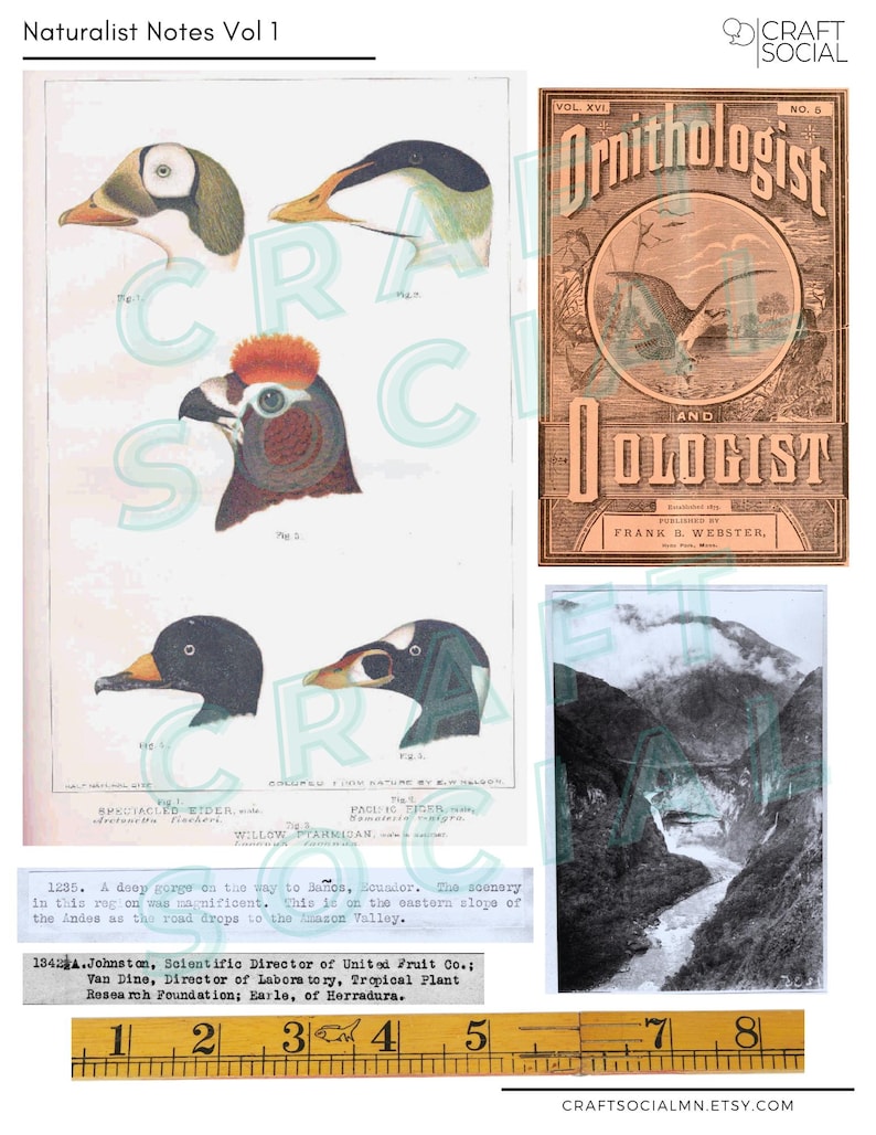 Field Notes Vintage Junk Journal Ephemera | Naturalist Notes Vol 1 60 ...