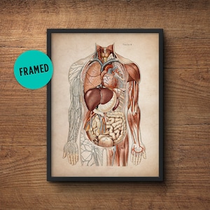 Anatomy Poster, Framed Art, Anatomy Print, Muscular System Print, Human Anatomy Poster, Human Organs, Human Anatomy, Wall Art