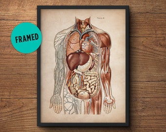 Anatomy Poster, Framed Art, Anatomy Print, Muscular System Print, Human Anatomy Poster, Human Organs, Human Anatomy, Wall Art