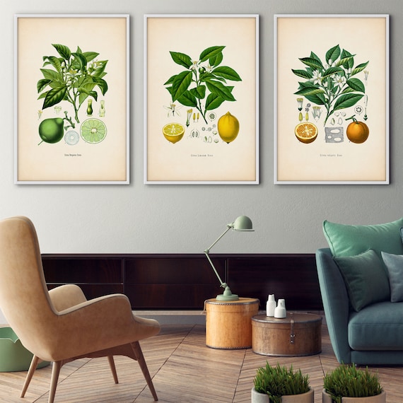 Framed Botanical Print Set, Citrus Framed Art, Botanical