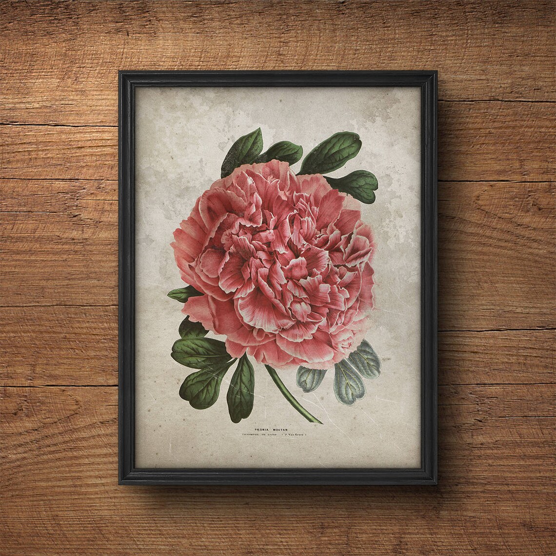 Pink Peony Botanical Print Peony Art Peony Poster Vintage Etsy Australia