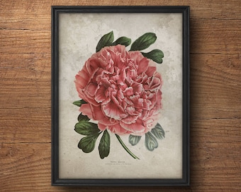 Pink peony botanical print, Peony art, Peony poster, Vintage botanical illustration, Botanical wall decor, Pink flower, Large wall art