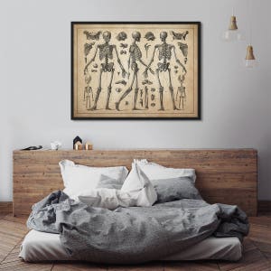 Op de afbeelding: Vintage anatomische illustratie van drie menselijke skeletten in verschillende poses. De skeletten zijn in zwart-wit getekend op een cr&egrave;mekleurige achtergrond. De illustratie is ingelijst in een zwart frame.