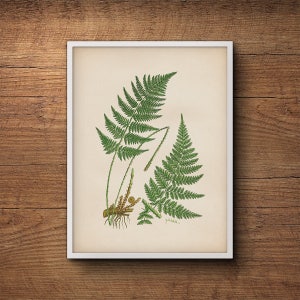 Botanical illustration of ferns, Fern leaf print, Fern wall print, Vintage botanical print, Botanical illustration, Kitchen decor, Wall art
