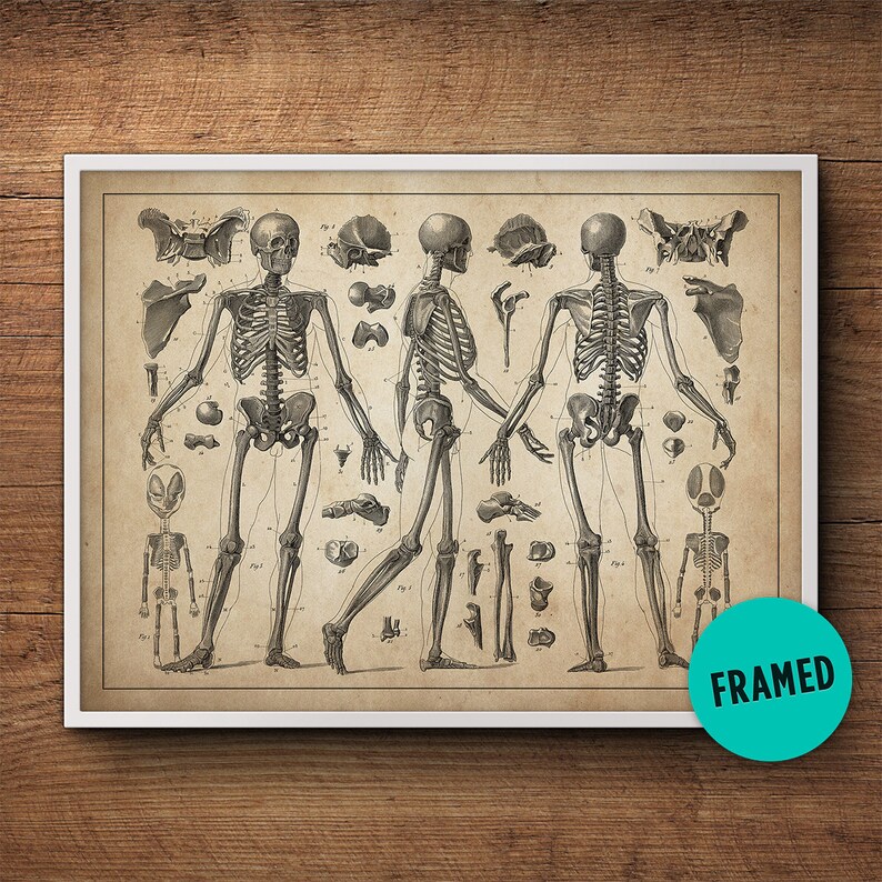 Anatomy skeleton print Framed Art Anatomy wall art Anatomy | Etsy