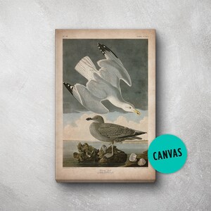 Audubon Bird Print, Canvas, Seagull Print, Birds of America, John James Audubon, Large Print, Wall Art, Pink Flamingo, Large wall art