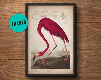 Flamingo poster, Framed art, Flamingo print, Audubon print, Audubon print, Birds of America, John James Audubon, Framed print, Wall art