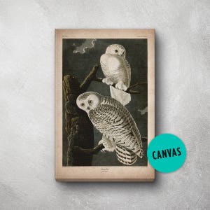 Audubon Bird Print, Canvas, Snow Owl Print, Birds of America, John James Audubon, Large Print, Wall Art, Pink Flamingo, Large wall art
