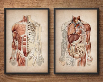 Anatomy print set, Human anatomy posters, Anatomy home decor, Anatomy posters, Anatomy illustrations, Large prints, Medical gift