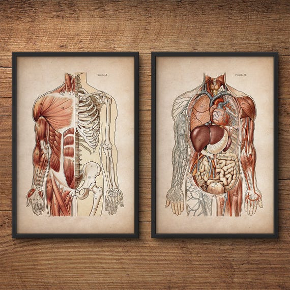 Anatomy Posters, Anatomy Posters, Set, Medical Gift Anatomy Home Etsy Illustrations, Anatomy Human Large Anatomy Prints, Decor, - Print