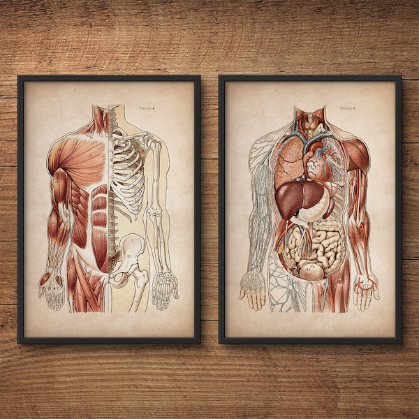 Anatomy print set, Human anatomy posters, Anatomy home decor, Anatomy posters, Anatomy illustrations, Large prints, Medical gift