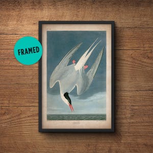Audubon bird print, Framed art, Arctic Tern, Audubon print, Audubon poster, Birds of America, John James Audubon, Framed print, Wall art
