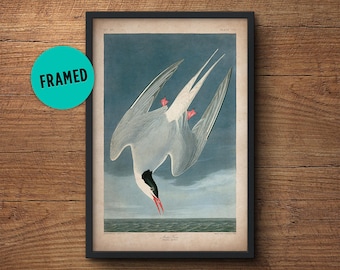 Stampa uccello Audubon, Arte incorniciata, Sterna Artica, Stampa Audubon, Poster Audubon, Birds of America, John James Audubon, Stampa incorniciata, Arte murale